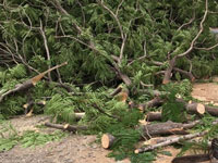  On Chipko anniv, Sunderlal Bahuguna says tree felling for Char Dham road 'devastating' to state