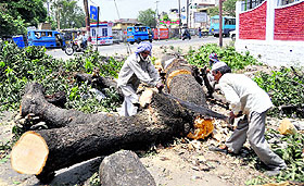 Rapid urbanisation takes toll on Doon’s green cover 