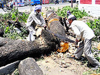 NGT bans cutting of trees without clearance