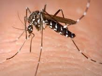 365 cases of dengue in first week of November  