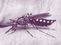 Krishnagiri reports 1st case of Zika in TN