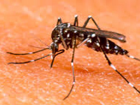 Virulent dengue strain strikes city