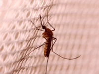 12 more cases, dengue tally 136