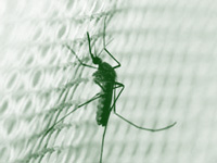 Mumbai: Over 2,000 suspected dengue cases in October