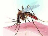Dengue knocks at city’s door