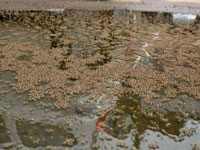 Mosquito menace continues unabated, civic body clueless