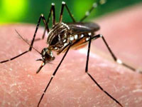 Trichy reports first dengue case this year