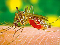 Monsoon petering out, pall of malaria remains