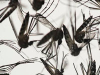Dengue sitution aggravated by climate change