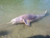 Indus River Dolphin Survey shows sign of breeding population of endangered aquatic species in river Beas
