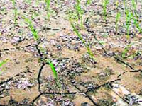 Telangana’s rice bowl withers under drought