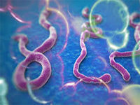 Single-shot Ebola `vaccine' ups hopes 