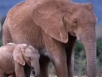 100,000 elephants killed in Africa between 2010 and 2012