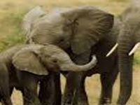 WWF sets up camera traps to study elephants
