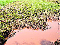 Floodwaters destroy maize, paddy crops in thousands of acres