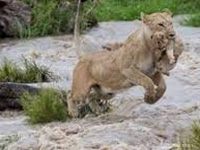 Flood kills 10 endangered lions near Gujarat sanctuary