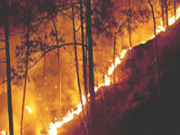 Policy on checking forest fires