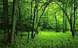 India finalises National Mission for a Green India with people-centric forestry at its core