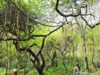 No forests in Aravali, claims Haryana govt