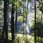 The Meghalaya Forest Regulation (Amendment) Bill, 2012