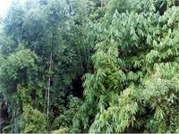 Seventy per cent afforestation achieved in Arunachal