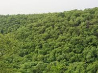 Goa’s forest cover increased by 19 sq kms in 2017: FSI report