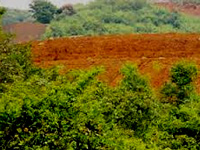 Forest land near Neb Sarai to be restored
