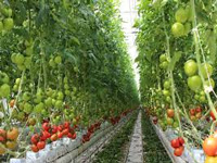Farmer reaps rich with greenhouse technology