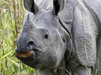 Female rhino, calf poached in Kaziranga park, horn taken