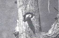 Tree felling spells doom for nesting birds