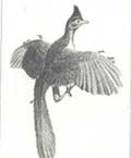 Was the Archaeopteryx: Bird or dinosaur?