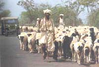 Pastoralists at the crossroads
