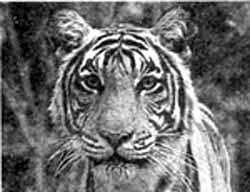 Uproar over tiger show ban