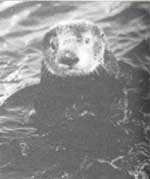 Contaminated fish imperil otters