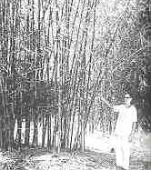 Bamboo boom