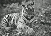 Tiger tracking