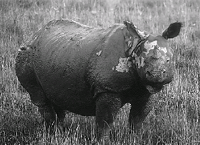 Poachers threaten rhinos