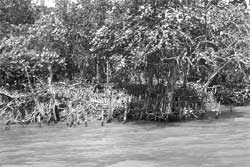 Restoring mangroves 