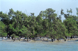 Mangroves` rescue act