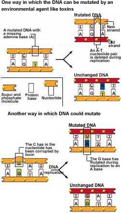 How do mutated genes replicate?