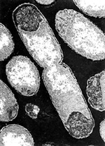 Untamed bacteria 