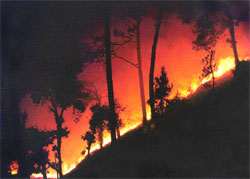 Forest fires   a trailblazer