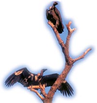 Vulture watch 
