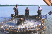 Protecting the catfish industry