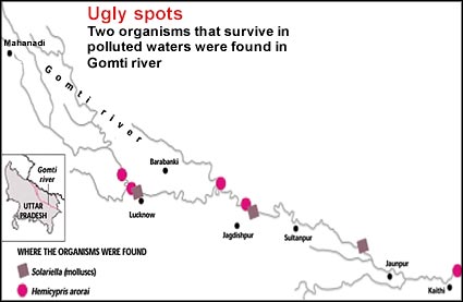 Gomti river  is almost dead