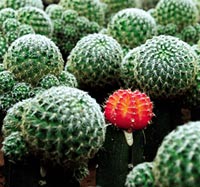 The cactus and its uses