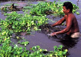 Scientists find fungus to rein in water hyacinth