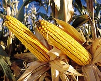 Thumbs up for Monsanto s maize