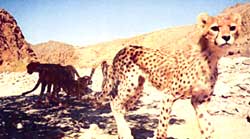Rare cheetahs sighted