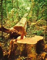 Amazonian logging gang busted